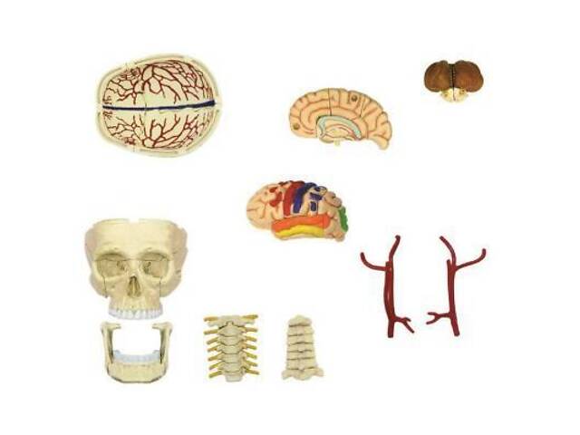 Пазл 4D Master Об'ємна анатомічна модель Черепно-мозкова коробка людини (FM-626005) - Фото 4