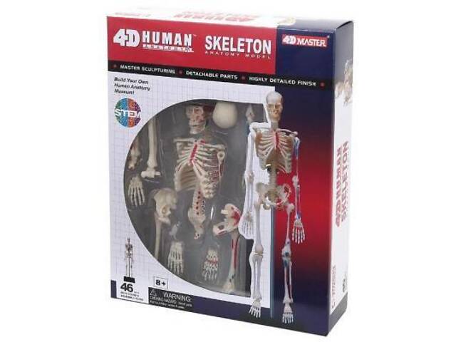 Пазл 4D Master Об'ємна анатомічна модель Master Скелет людини (FM-626011) - Фото 1