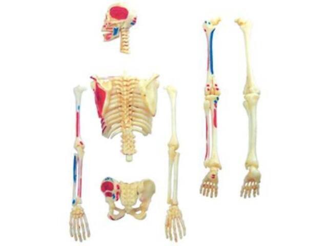 Пазл 4D Master Об'ємна анатомічна модель Master Скелет людини (FM-626011) - Фото 3