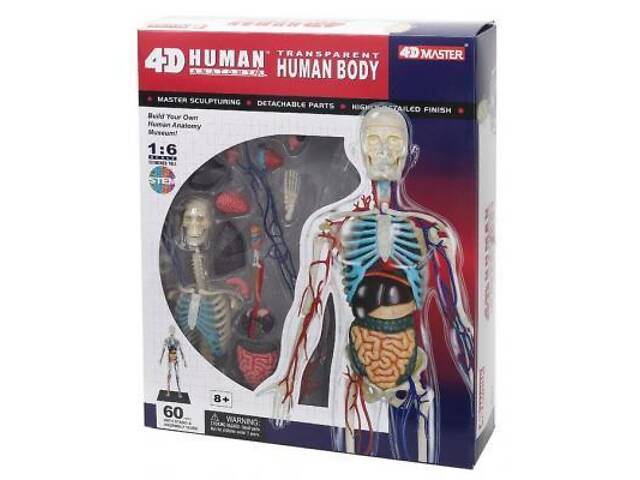 Пазл 4D Master Объемная анатомическая модель Тело человека прозрачное (FM-626204) - Фото 1