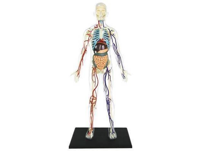Пазл 4D Master Объемная анатомическая модель Тело человека прозрачное (FM-626204) - Фото 2