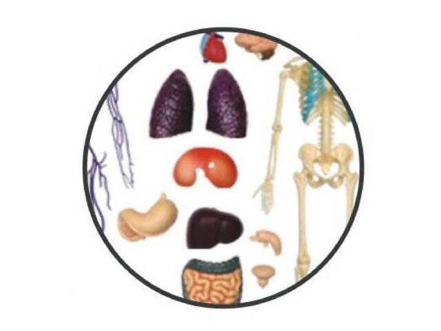 Пазл 4D Master Объемная анатомическая модель Тело человека прозрачное (FM-626204) - Фото 3