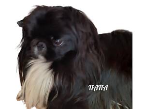 Пекінес ждет девочку на вязку