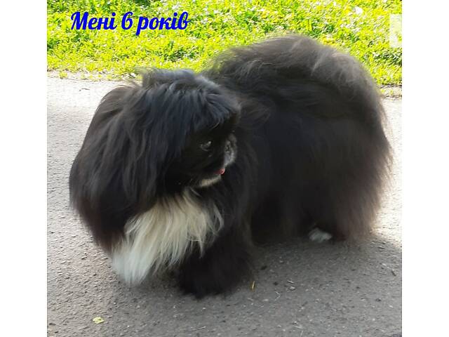 Пекінес чекає на дівчинку на в'язку - Фото 2