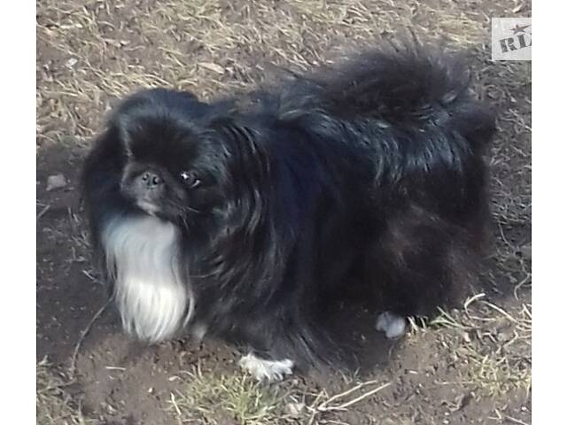 Пекінес чекає на дівчинку на в'язку - Фото 3