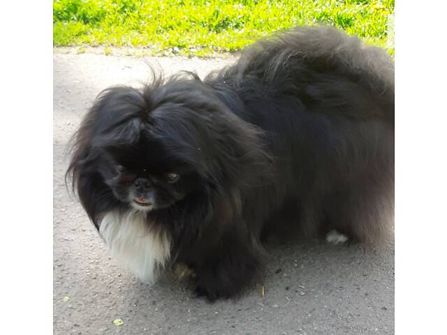 Пекінес чекає на дівчинку на в'язку - Фото 4