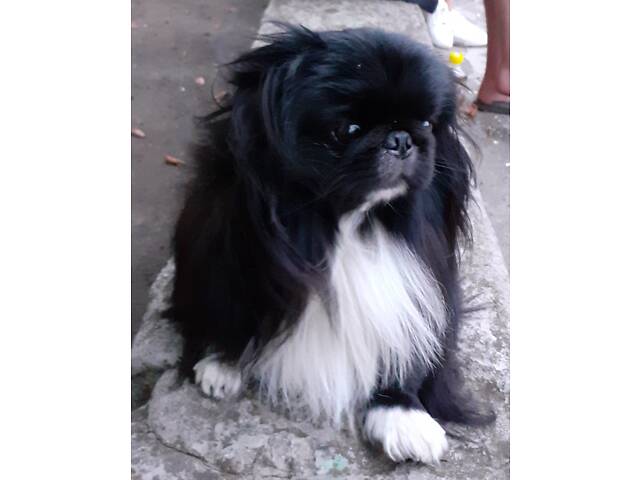 Пекінес чекає на дівчинку на в'язку - Фото 5