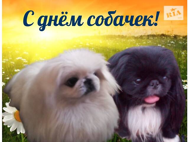 Пекінес чекає на дівчинку на в'язку - Фото 6