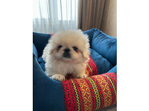 Пекинес новотипный щенок
