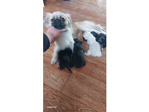 Пекінес цуценята