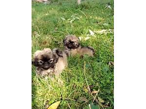 Цуценята пекінеса