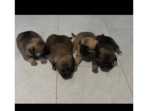 Пекінес змішаний