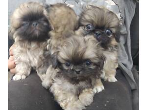 Пекінеси маленькі.