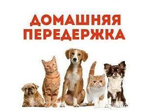 Перетримка собак