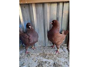 Переліт голубів Кінгів