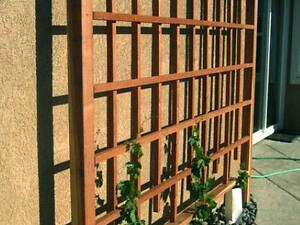 Пергола-шпалера 'Эрбиль' мускат