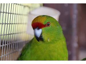 Пернатий ваш друг Какарик