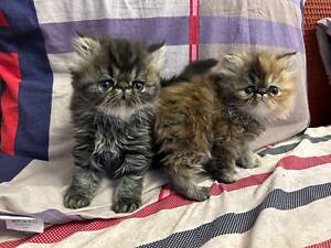 персидські кошенята