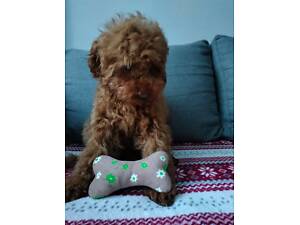 Персик карликовий пудель