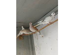 Співучий єгипетський горлиця