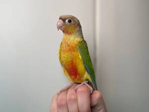 пирура, пирура ручной малыш Turquoise blue, Red factor sided и другие