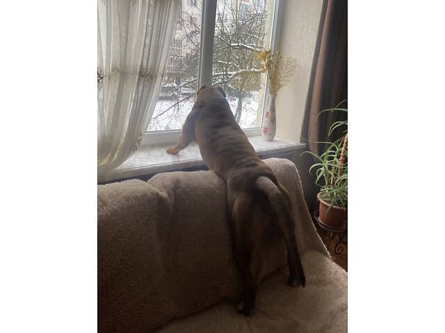 Пітбуль XXL Red Nose - Фото 2