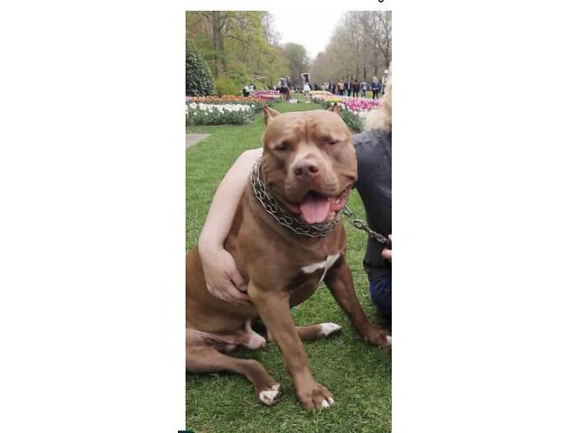 Пітбуль XXL Red Nose - Фото 3