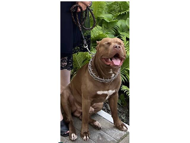 Пітбуль XXL Red Nose - Фото 4