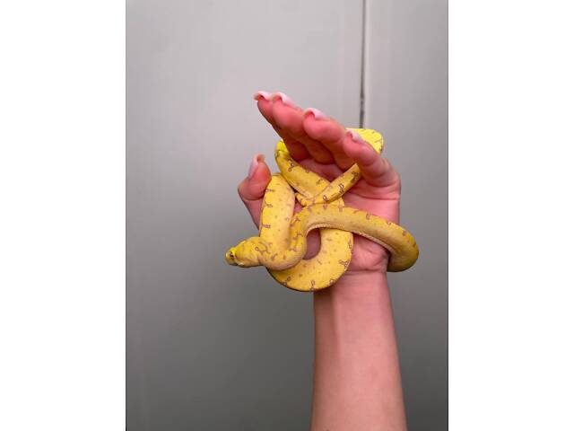 питон древесный, зеленый питон, ручные питоны - Фото 1