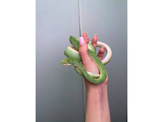 питон древесный, зеленый питон, ручные питоны - Фото 2