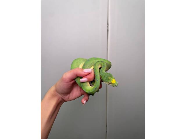 питон древесный, зеленый питон, ручные питоны - Фото 3