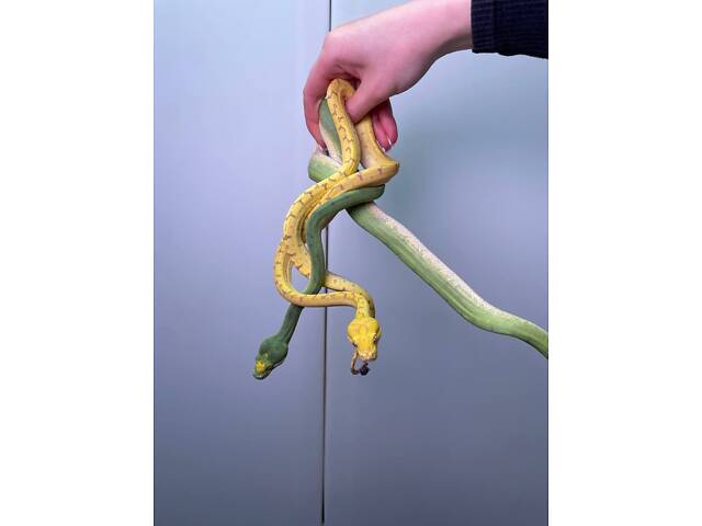 питон древесный, зеленый питон, ручные питоны - Фото 4