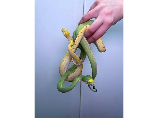 питон древесный, зеленый питон, ручные питоны - Фото 5