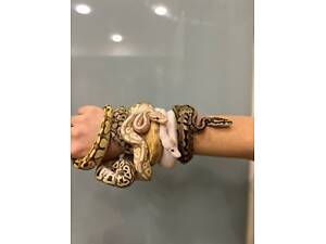 пітон королівський, пітон карликовий різні морфи