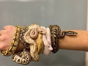 пітон королівський, пітон карликовий різні морфи