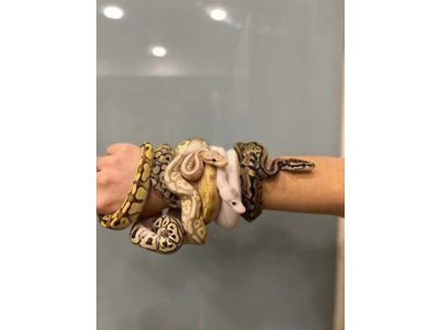 пітон королівський, пітон карликовий різні морфи - Фото 1