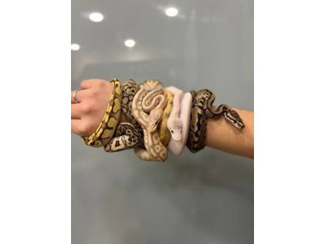 пітон королівський, пітон карликовий різні морфи - Фото 2