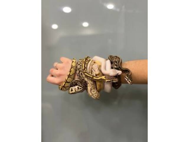 пітон королівський, пітон карликовий різні морфи - Фото 3