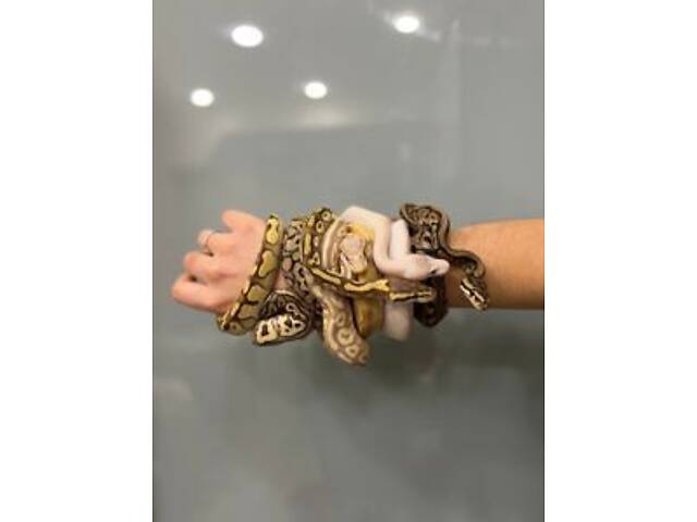 пітон королівський, пітон карликовий різні морфи - Фото 4