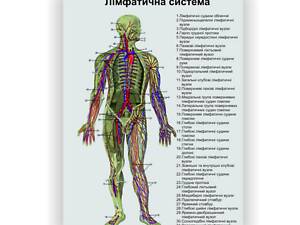 Плакат Vivay Лимфатическая система 60х80 см Белый