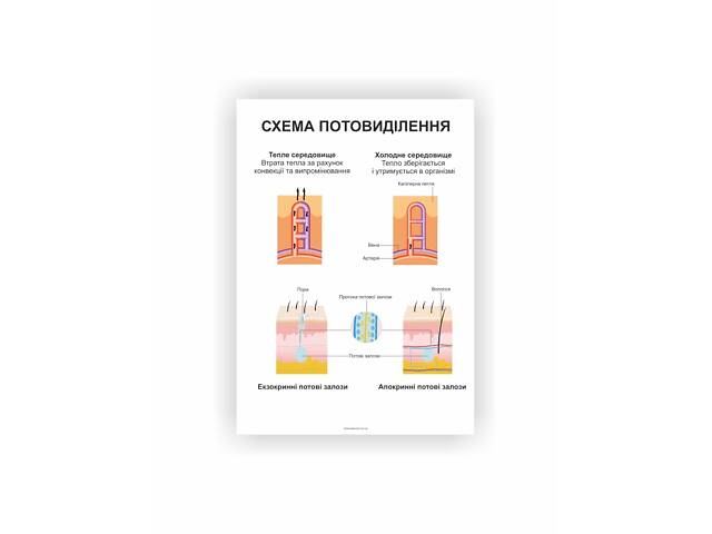 Плакат Vivay Система мочевыделения 60х40 см Белый (hub_jy3td3) - Фото 1