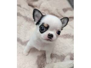 Плямистий міні клубочок щастя чихуахуа))