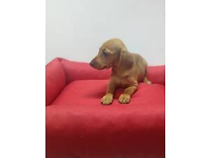 Подаруйте цуценят такс