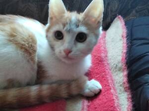 Подарую кошеня в добрі руки.