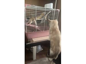 Подаю тхора з кліткою