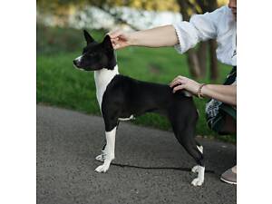 Подрощенный басенджи для выставок и разведения.