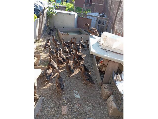 Подсадная утка підсадна качка - Фото 1