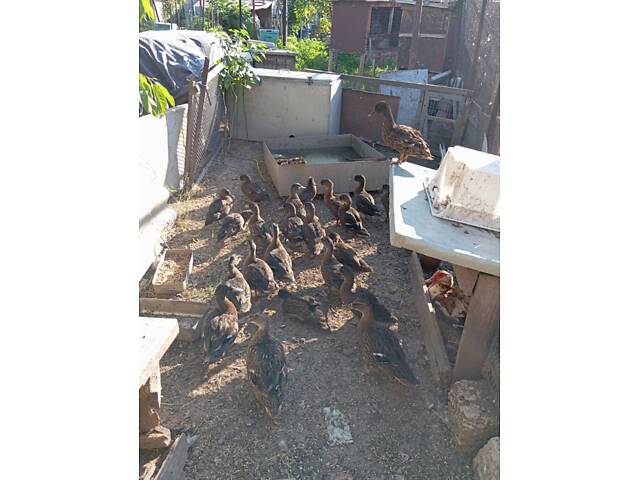 Подсадная утка підсадна качка - Фото 2