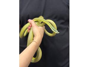 Полоз бароні, яскравий полоз.