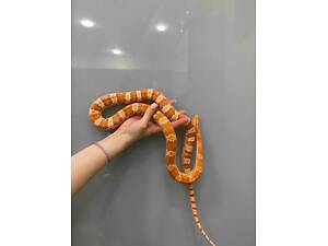 Полоз маїсовий самець